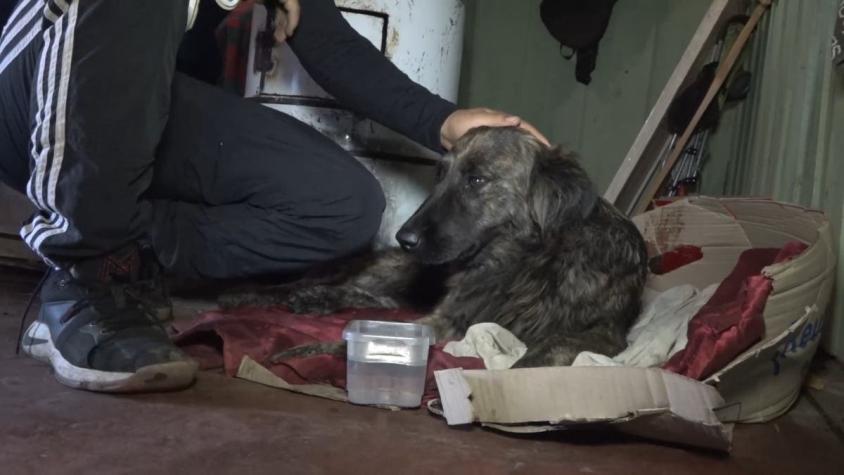 [VIDEO] Denuncian nuevo caso de maltrato animal contra perrita arrastrada por una camioneta