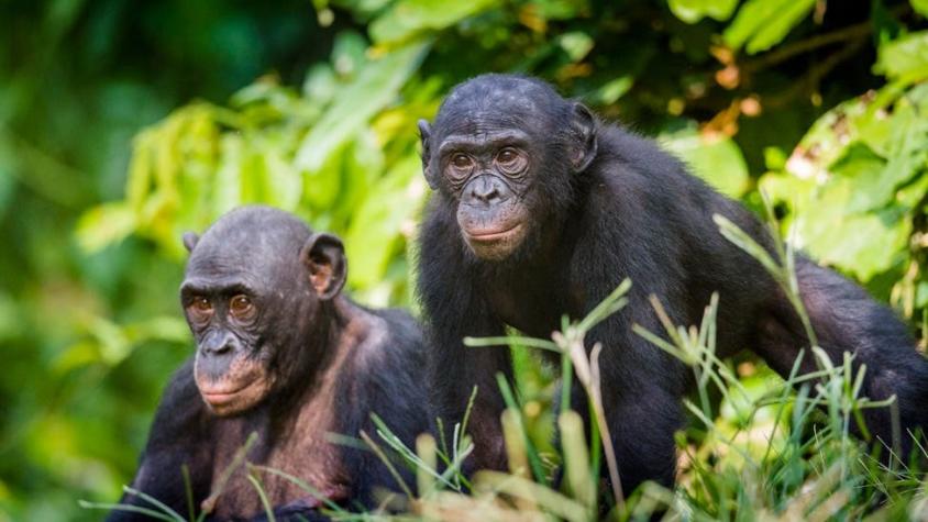 Bonobos, la especie en la que las madres controlan el comportamiento sexual de sus hijos varones