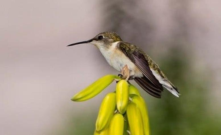 Crean Monumento Nacional para proteger al ave más pequeña de Chile, el Picaflor de Arica