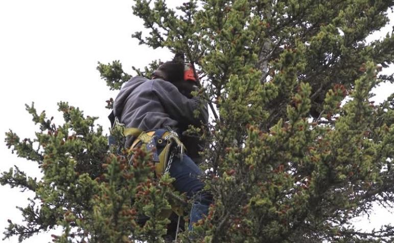 [VIDEO] El rescate de dos oseznos atrapados en un árbol a más de 20 metros de altura