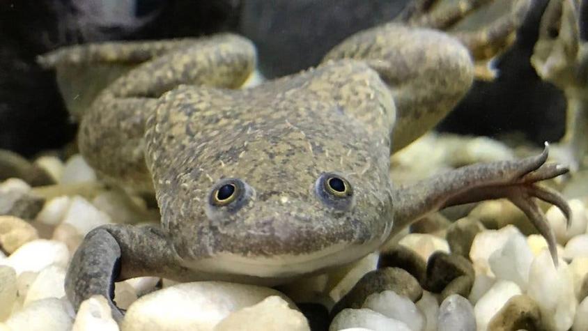 ¿Confiarías en esta rana para decirte si estás embazada?