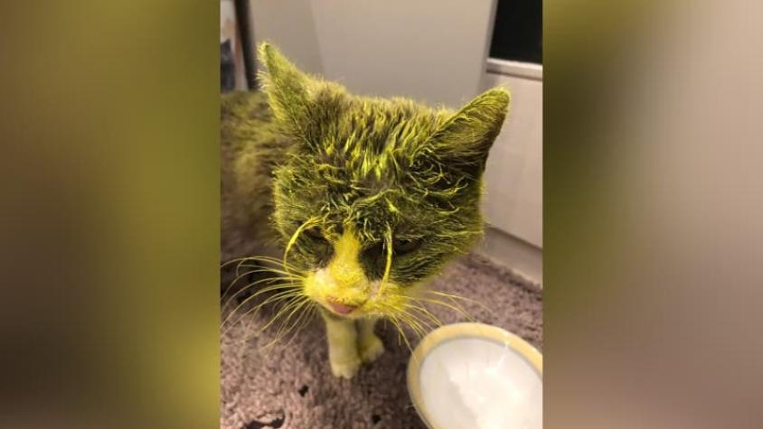 Gato murió luego de ser salpicado con pintura amarilla indeleble en Suiza
