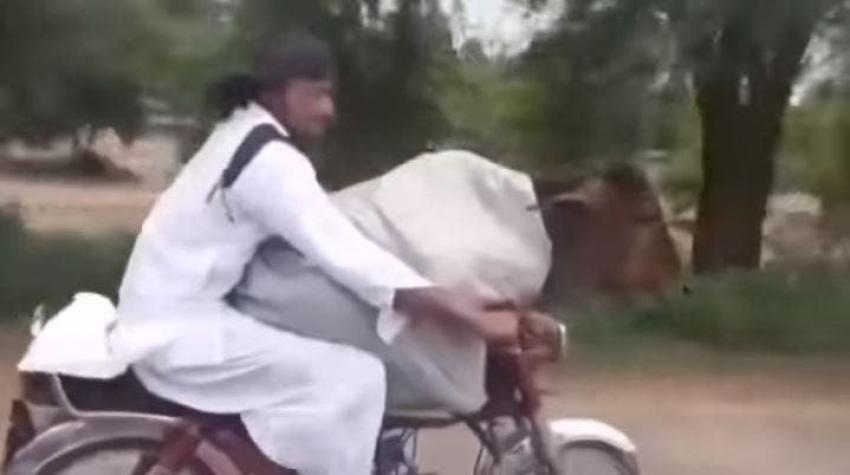 [VIDEO] Hombre que pasea a una vaca en moto se vuelve viral en redes sociales