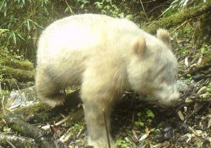 Sorpresa genera registro de inédito ejemplar de oso panda albino en China