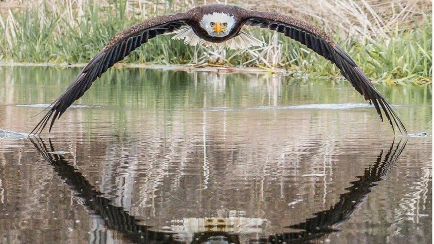 La increíble imagen de una majestuosa águila calva captada por el canadiense Steve Biro