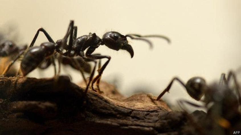 [VIDEO] El increíble video en que hormigas se unen para salvar a compañera de una tela de araña