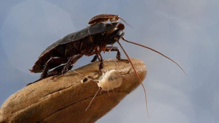 Super cucarachas se vuelven casi imposible de eliminar con insecticidas