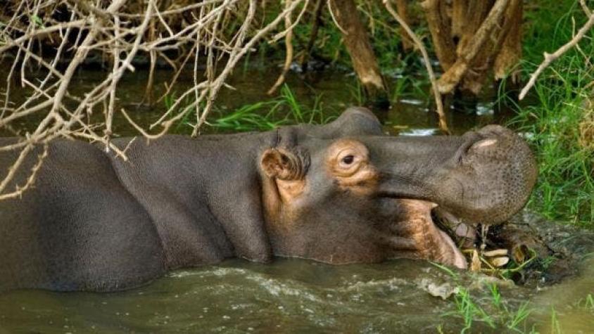 [VIDEO] Uno de los “hipopótamos de Pablo Escobar” se escapa y pasea por Antioquia