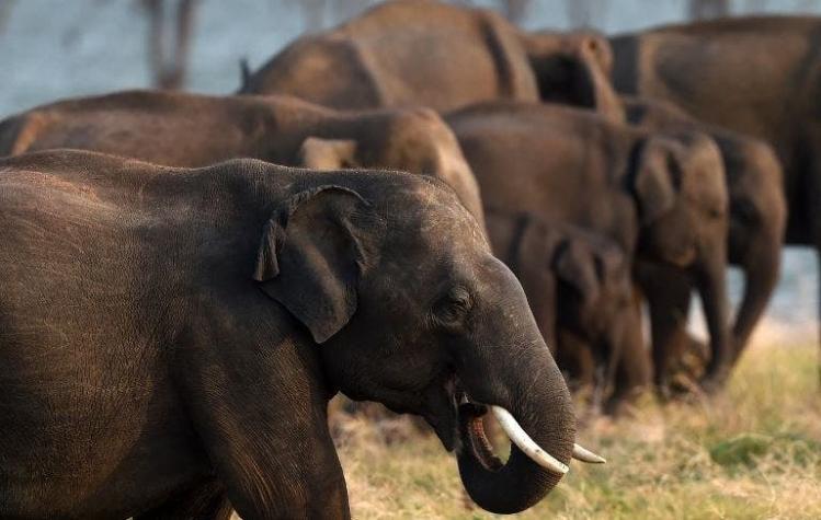 [VIDEO] Elefantes embisten autos que bloqueaban su ruta migratoria en India