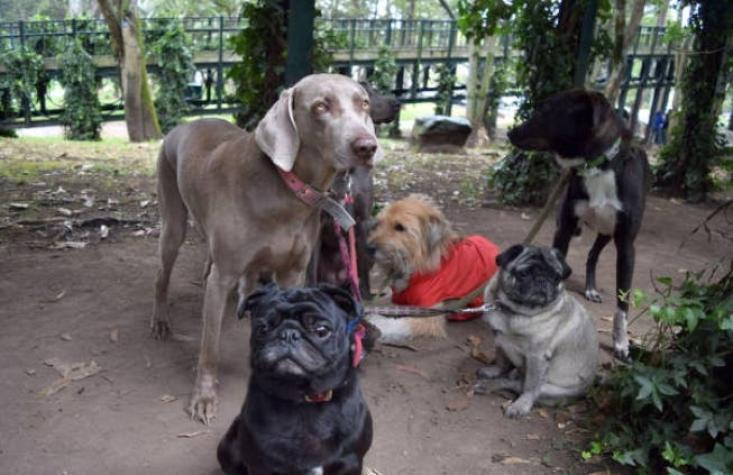 100 mil perros callejeros serán esterilizados en la región Metropolitana