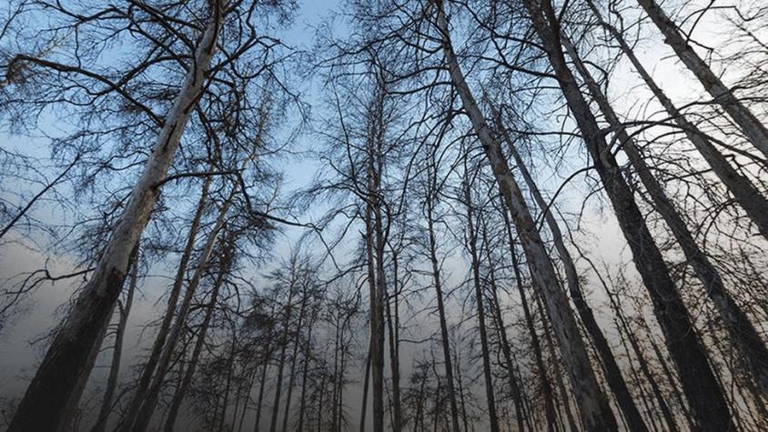 Chernóbil: cómo es el "bosque rojo", uno de los lugares más radiactivos del mundo
