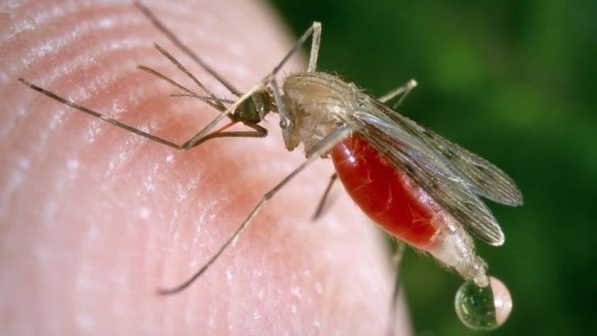 El hongo modificado genéticamente que mata mosquitos y puede ser clave para combatir la malaria