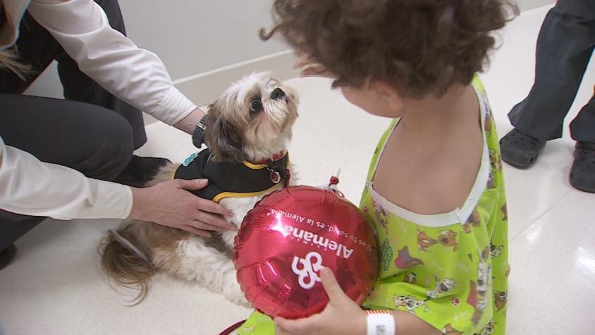 [VIDEO] Los perros doctores que ayudan a niños hospitalizados en sus tratamientos