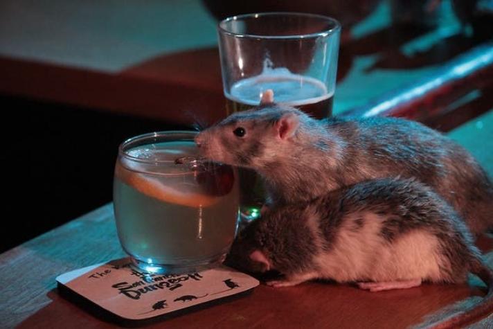 Inaugurarán inédito bar donde los clientes podrán beber acompañados de ratas