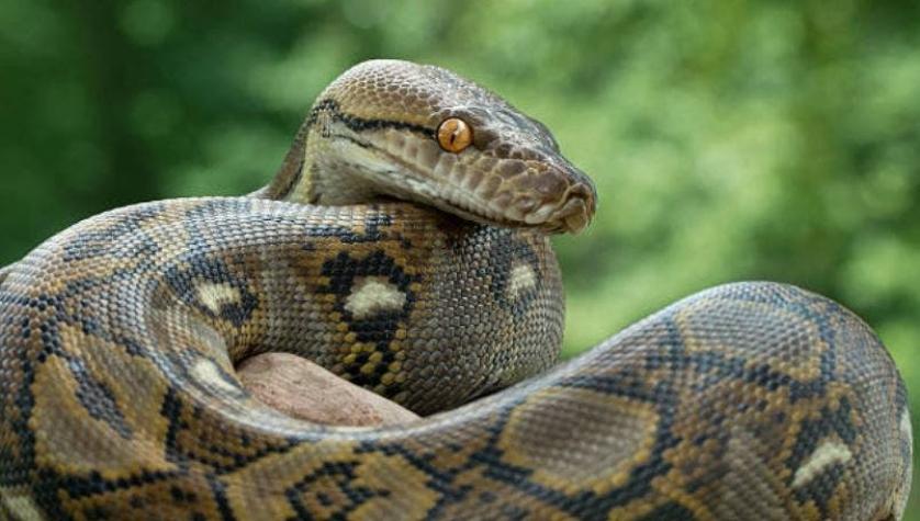 Mujer acusó a una serpiente de haberse comido casi 71 millones de pesos