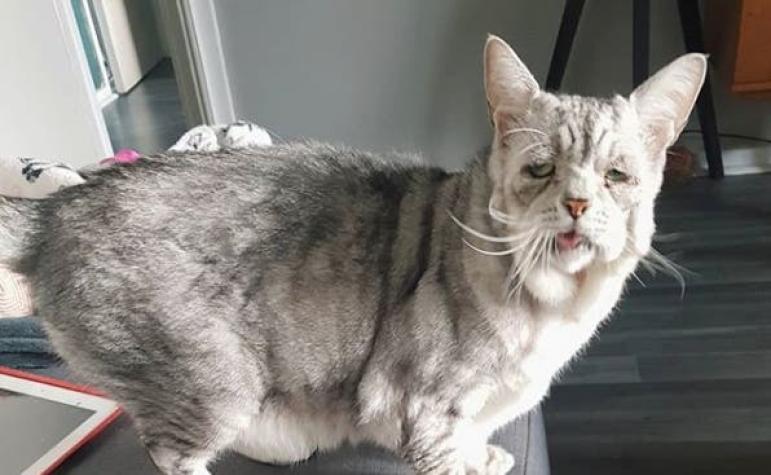 Toby: el adorable gato de internet que padece el extraño síndrome de Ehlers-Danlos