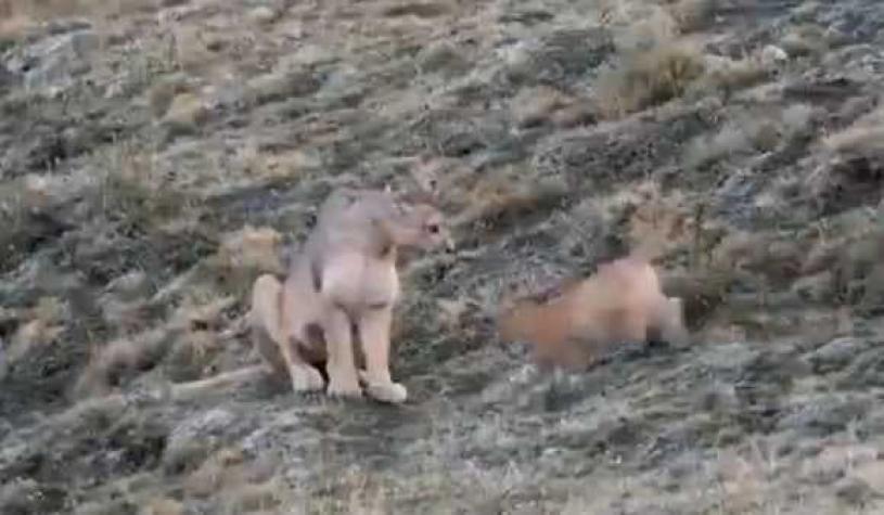 [VIDEO] Captan adorable imagen de mamá puma acariciando a sus cuatro cachorros