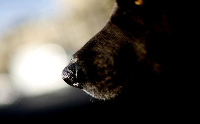 Hombre que no tenía recursos para mantener a su perro habría terminado ahorcándolo