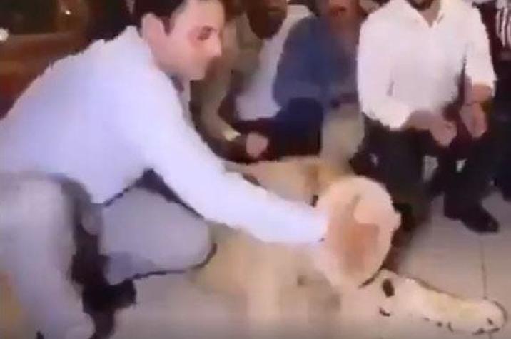 [VIDEO] Indignación por hombre que aplastó pastel en la cara de un león