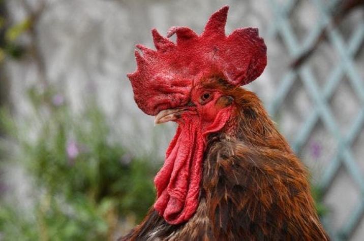 Insólito: Un gallo irá a juicio en Francia por cacarear muy temprano