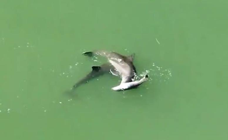 [VIDEO] Desgarrador registro de madre delfín intentando mantener a flote el cadáver de su cría