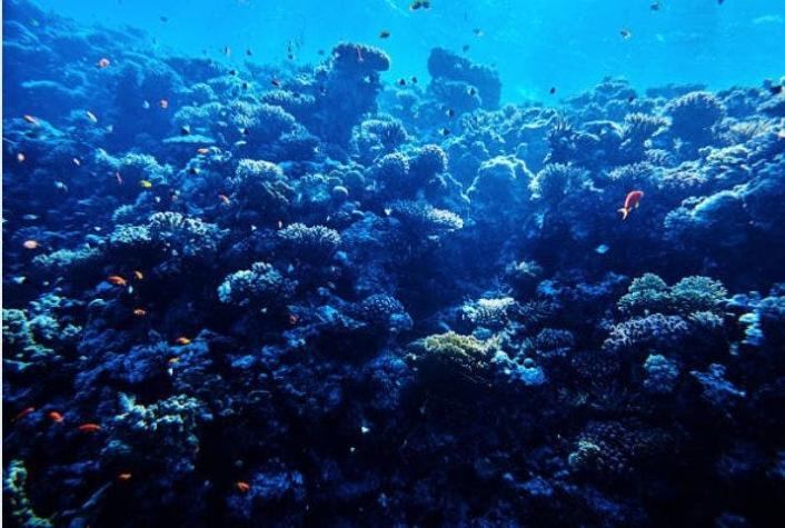Se descubre pez que puede "sostener la respiración" bajo el agua para ahorra energía