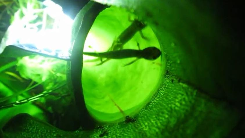 [VIDEO] Descubren extrañas plantas carnívoras que se alimentan de salamandras
