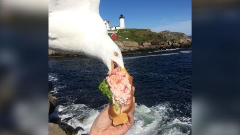 [FOTO] Turista quiso sacar una foto a su sándwich pero una gaviota se lo robó