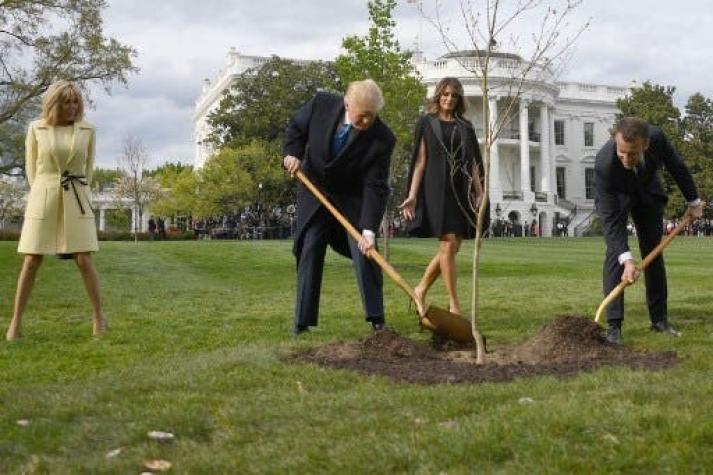 El árbol que plantaron Trump y Macron como señal de amistad se murió