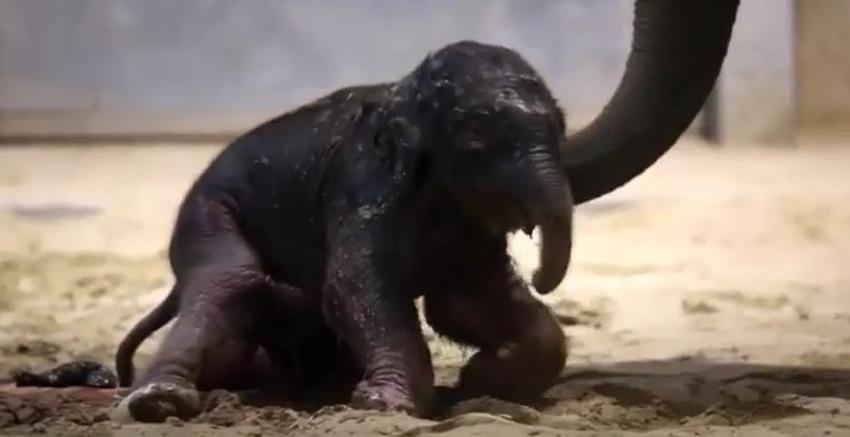 [VIDEO] Captan adorable imagen de un elefante bebé intentando dar sus primeros pasos