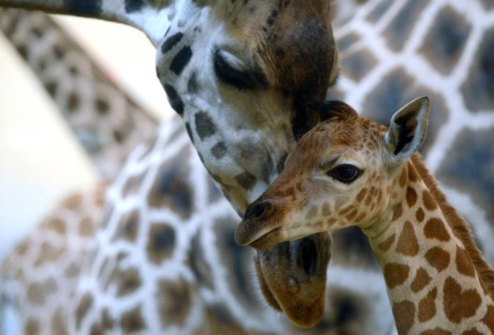 Dos jirafas murieron al ser alcanzadas por un rayo en Florida