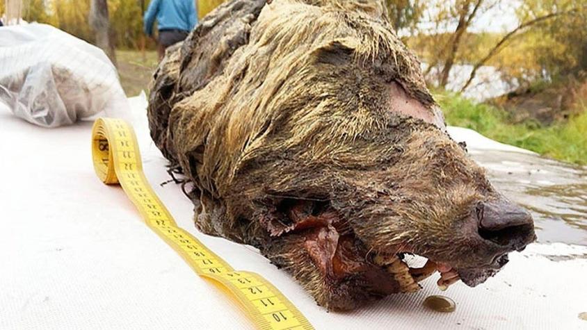 La cabeza de un lobo gigante de más de 30.000 años hallada con los colmillos y el cerebro intactos