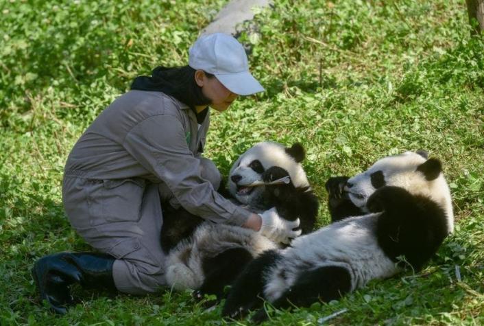 El inédito método que promete lograr la supervivencia de los pandas
