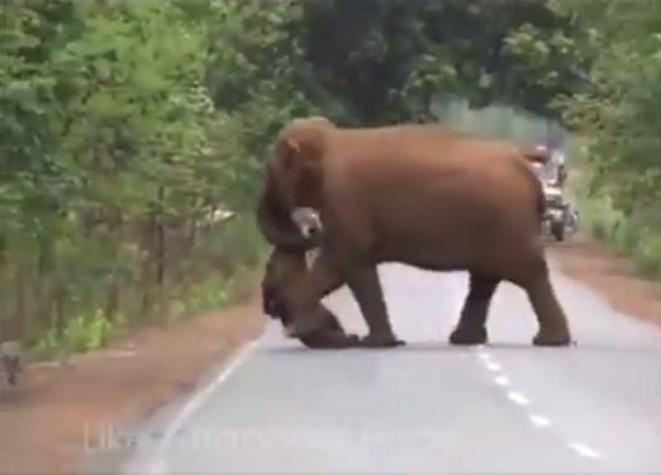 [VIDEO] El impresionante registro de un funeral de elefantes que pasó por una carretera en India