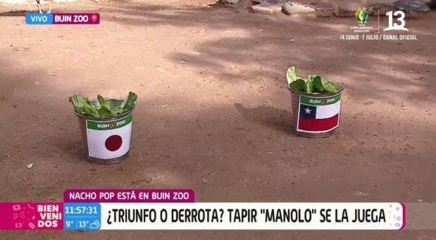 [VIDEO] Tapir Manolo pronosticó victoria de la selección chilena contra Japón en Copa América