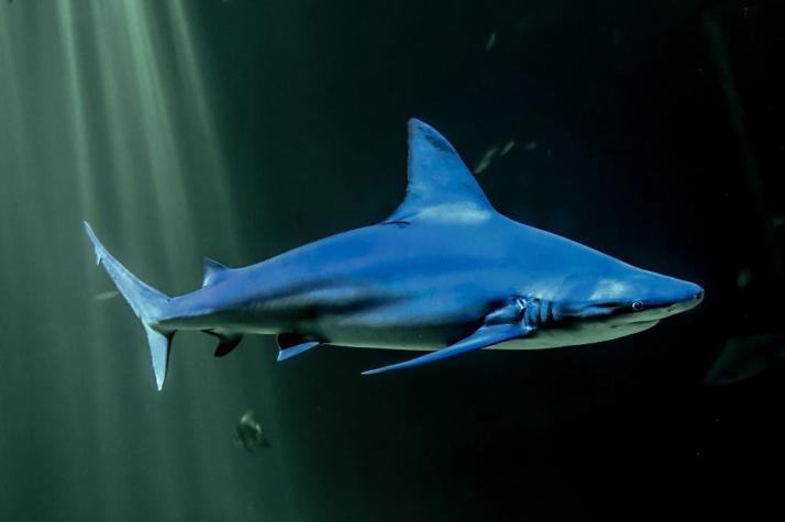 Tiburón muerde a un niño al sureste de Estados Unidos y se convierte en el tercer ataque en un mes