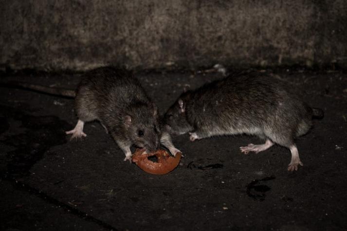 Ratas "gigantes" invaden una ciudad de Nueva Zelanda