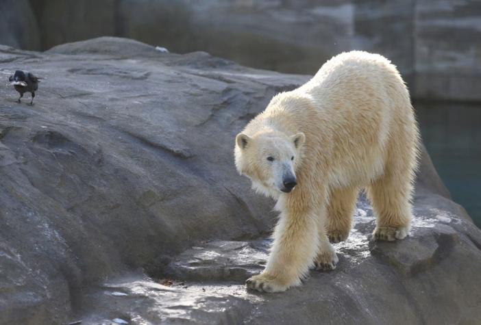Encuentran en Rusia a un oso polar hambriento a 800 km de su hábitat natural