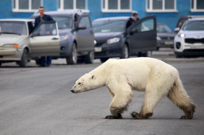Las dolorosas imágenes del oso polar que busca comida a 800 km de su hábitat