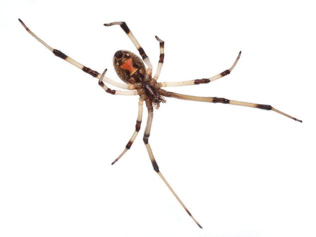 Descubren 11 nuevas especies en Iquique y dos son arañas venenosas