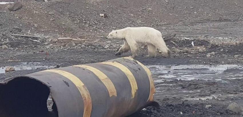 Capturan a osa polar hambrienta que se alejó de su hábitat: Está al cuidado de veterinarios