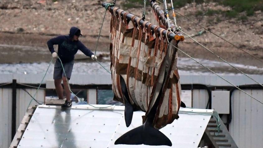 Rusia comienza a liberar a las ballenas "encarceladas" tras el clamor internacional