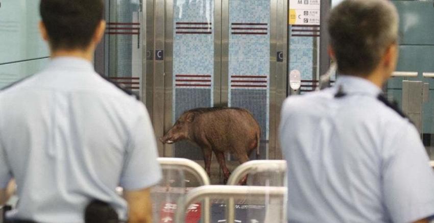 [VIDEO] Un jabalí entra en el metro de Hong Kong y hiere a una mujer