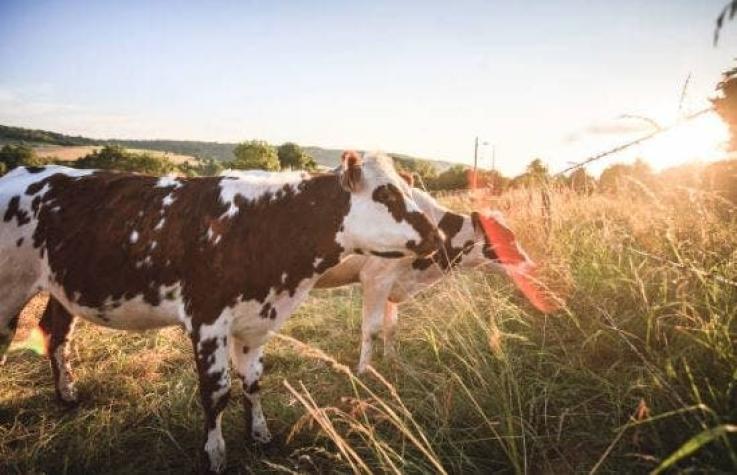 Vacas con un agujero el lomo desatan furia de activistas en Francia
