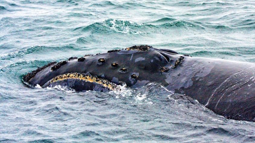 Graban por primera vez el canto de una de las ballenas más desconocidas del planeta