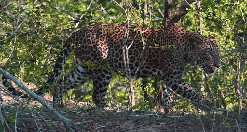 [FOTOS] India: un leopardo muere al caer sobre cables de alta tensión