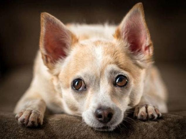 Estudio asegura que perros hacen los "ojitos de perrito" gracias a la interacción con los humanos