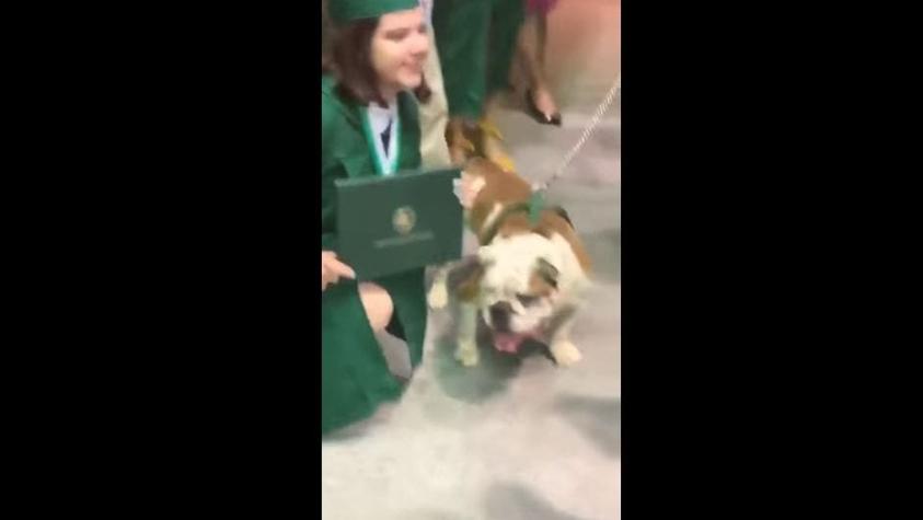 Quiso tomarse una foto con la mascota de la universidad y este le comió el diploma en la ceremonia