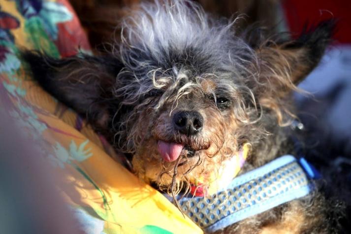 [FOTOS] La conmovedora historia de Scamp, el recién elegido perro "más feo del mundo"