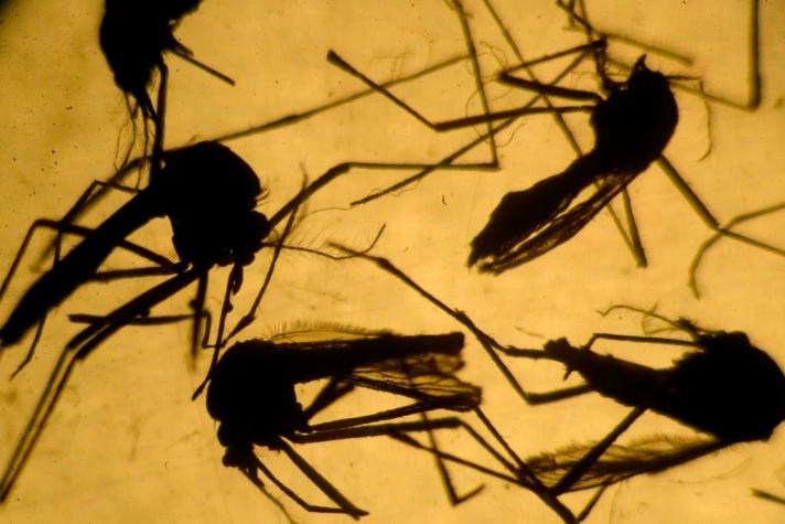 Misterio resuelto: ¿Por qué algunas personas siempre son picadas por los mosquitos?